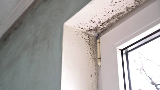 Professional Mold Removal in Pleasantville, NJ
