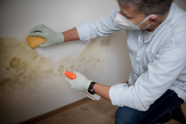 Best Mold Remediation  in Pleasantville, NJ