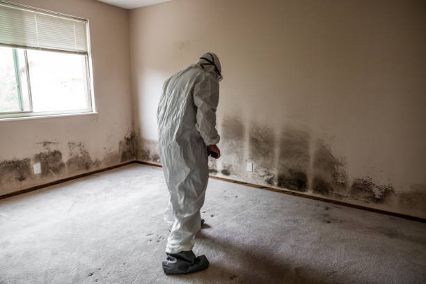 Best Mold Removal Near Me  in Pleasantville, NJ