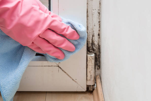 Best Mold Cleaning Services  in Pleasantville, NJ
